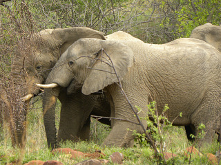 Olifanten in Marakele