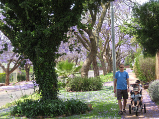 Onder de paarse jacaranda bomen van Pretoria