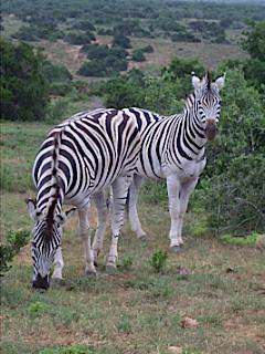 Zebra's en ander wild spotten