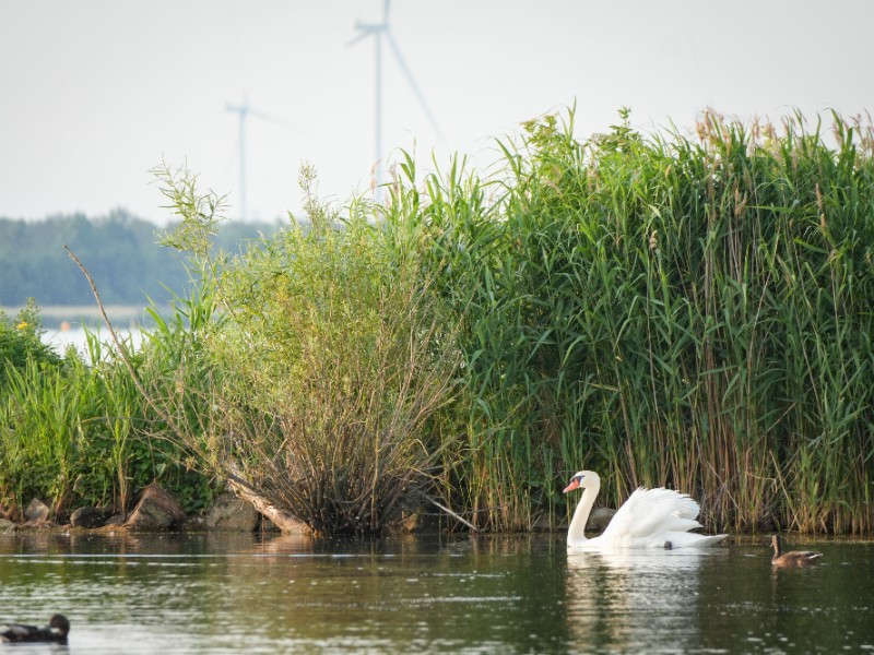 Zwaan in het Veluwemeer, er zijn hier ontzettend veel mooie vogels te zien!