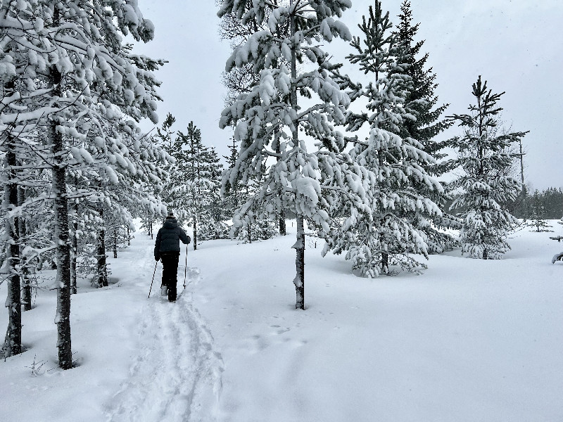 Lara aan de wandel door het bos