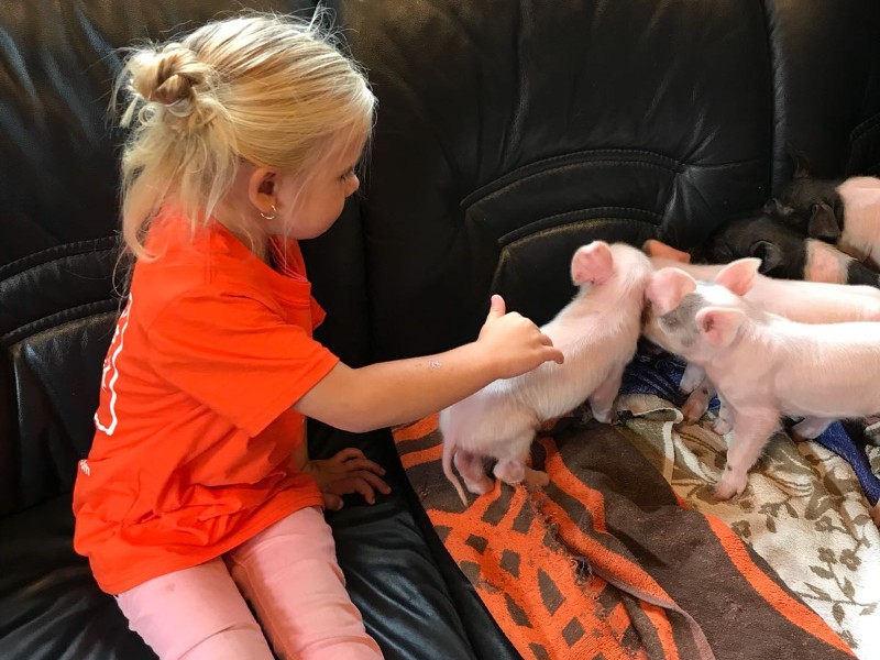 Hoe leuk is dat! Knuffelen met piepjonge biggetjes, het kan in Overijssel bij zorgboerderij aan 't Zandeinde