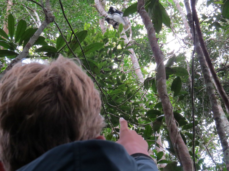 Zeb ziet een Indri Indri in Andasibe National Park