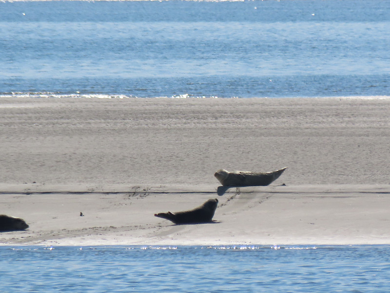 Zeehonden op de zandbank bij Wangerooge