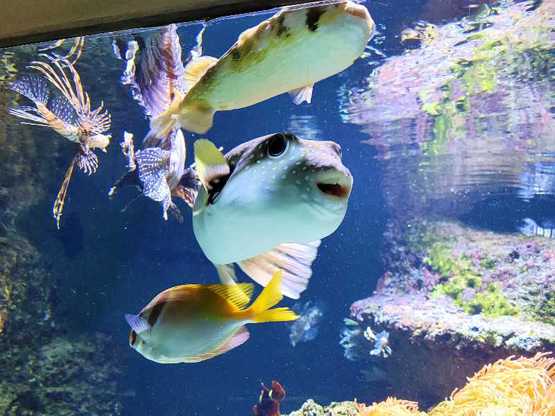 In het Aquarium kan je vele mooie vissen bewonderen