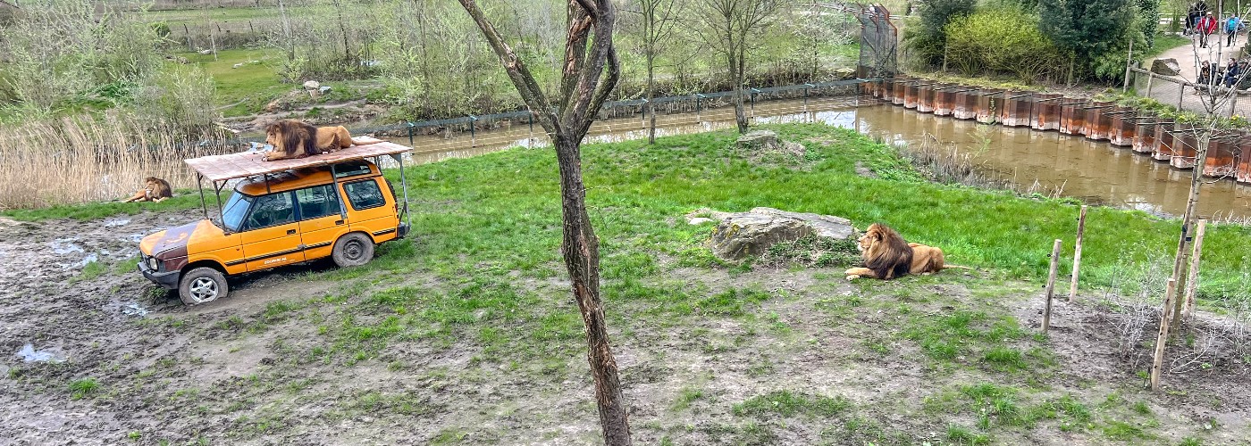 De leeuwen in Zooparc Overloon in Brabant