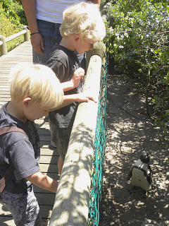 Pinguins kijken bij Boulders beach