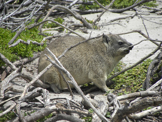 Een dassie bij Betty's Beach