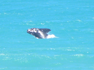 Een walvis voor de kust van De Hoop