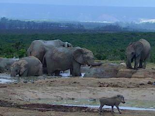 Olifanten in Addo