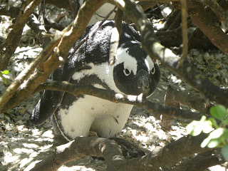 Een pinguin kijkt ons aan bij Boulders Beach