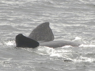 Een relaxte walvis in de haven van Hermanus